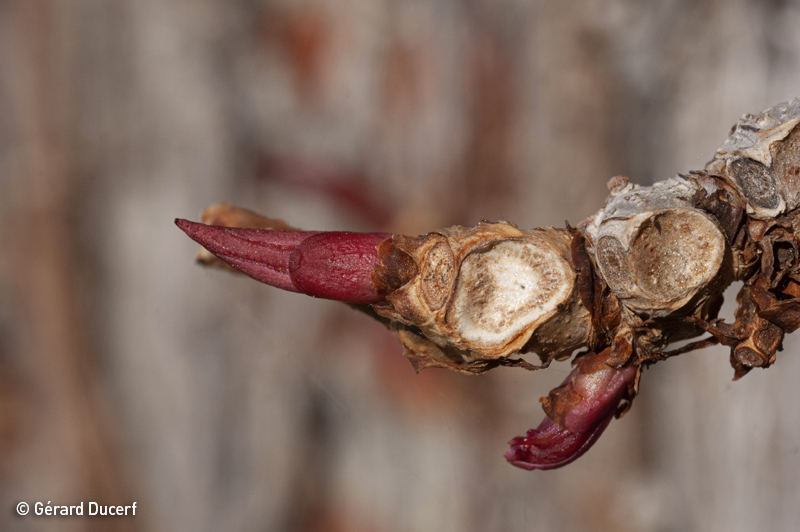 Gemmothérapie Vigne Vierge - Bourgeon frais bio - Herbiolys Laboratoire